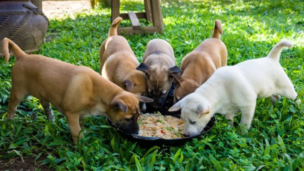 Puppy Dry Food